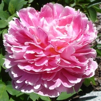 Махровые травянистые пионы из частной коллекции - <ro>Изображение</ro><ru>Изображение</ru> #8, <ru>Объявление</ru> #1725328