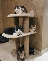 Будиночки для котиків. Царапкі, когтєточкі - <ro>Изображение</ro><ru>Изображение</ru> #2, <ru>Объявление</ru> #1732991