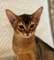 Наші абісини - це саме те, що потрібно Вам - <ro>Изображение</ro><ru>Изображение</ru> #6, <ru>Объявление</ru> #1665095