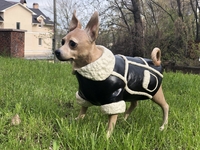 Памятные скульптуры домашних питомцев - <ro>Изображение</ro><ru>Изображение</ru> #1, <ru>Объявление</ru> #1732333