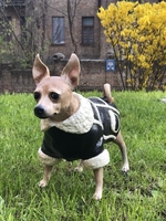 Памятные скульптуры домашних питомцев - <ro>Изображение</ro><ru>Изображение</ru> #3, <ru>Объявление</ru> #1732333