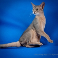 Наші абісини - це саме те, що потрібно Вам - <ro>Изображение</ro><ru>Изображение</ru> #3, <ru>Объявление</ru> #1665095