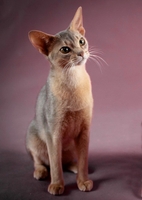 Наші абісини - це саме те, що потрібно Вам - <ro>Изображение</ro><ru>Изображение</ru> #4, <ru>Объявление</ru> #1665095