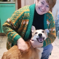 Готель собак Dogs Hotel Пес - передержка Киев - <ro>Изображение</ro><ru>Изображение</ru> #3, <ru>Объявление</ru> #1734133