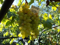 Саджанець винограду столових сортів (Україна) - <ro>Изображение</ro><ru>Изображение</ru> #1, <ru>Объявление</ru> #1688359