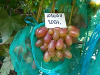 Саджанець винограду столових сортів (Україна) - <ro>Изображение</ro><ru>Изображение</ru> #2, <ru>Объявление</ru> #1688359