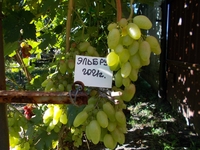 Саджанець винограду столових сортів (Україна) - <ro>Изображение</ro><ru>Изображение</ru> #3, <ru>Объявление</ru> #1688359