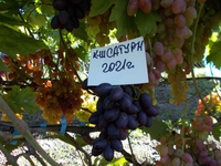 Саджанець винограду столових сортів (Україна) - <ro>Изображение</ro><ru>Изображение</ru> #5, <ru>Объявление</ru> #1688359
