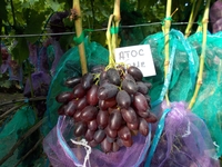 Саджанець винограду столових сортів (Україна) - <ro>Изображение</ro><ru>Изображение</ru> #6, <ru>Объявление</ru> #1688359