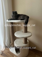 Нерухомість для ваших котиків - <ro>Изображение</ro><ru>Изображение</ru> #1, <ru>Объявление</ru> #1739809