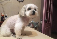 Стрижка, Груминг, мелких пород собак и котиков с выездом на дом Дарницкий р-н - <ro>Изображение</ro><ru>Изображение</ru> #2, <ru>Объявление</ru> #1740826