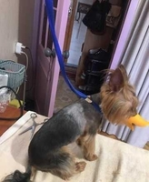 Стрижка, Груминг, мелких пород собак и котиков с выездом на дом Дарницкий р-н - <ro>Изображение</ro><ru>Изображение</ru> #3, <ru>Объявление</ru> #1740826