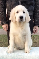 Ретрівера золотистого щенята Ot Bahur - <ro>Изображение</ro><ru>Изображение</ru> #2, <ru>Объявление</ru> #1740795