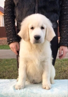 Ретрівера золотистого щенята Ot Bahur - <ro>Изображение</ro><ru>Изображение</ru> #3, <ru>Объявление</ru> #1740795