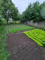 Продаю дом с хоз.пристройками и землю в Гатном, рядом метро. - <ro>Изображение</ro><ru>Изображение</ru> #5, <ru>Объявление</ru> #1744830