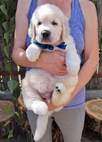 Золотистого ретрівера цуценята Ot Bahur - <ro>Изображение</ro><ru>Изображение</ru> #5, <ru>Объявление</ru> #1745476