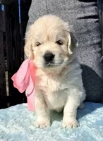 Элитные щенки золотистого ретривера – верные друзья и гордость вашей семьи - <ro>Изображение</ro><ru>Изображение</ru> #1, <ru>Объявление</ru> #1748313