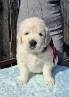 Элитные щенки золотистого ретривера – верные друзья и гордость вашей семьи - <ro>Изображение</ro><ru>Изображение</ru> #2, <ru>Объявление</ru> #1748313