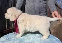 Элитные щенки золотистого ретривера – верные друзья и гордость вашей семьи - <ro>Изображение</ro><ru>Изображение</ru> #3, <ru>Объявление</ru> #1748313