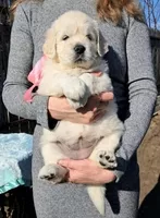 Элитные щенки золотистого ретривера – верные друзья и гордость вашей семьи - <ro>Изображение</ro><ru>Изображение</ru> #5, <ru>Объявление</ru> #1748313