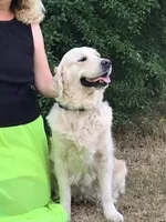 Элитные щенки золотистого ретривера – верные друзья и гордость вашей семьи - <ro>Изображение</ro><ru>Изображение</ru> #8, <ru>Объявление</ru> #1748313