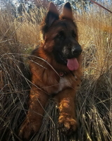 Вставки для постава вух у цуценят бельгійської вівчарки Малінуа - <ro>Изображение</ro><ru>Изображение</ru> #4, <ru>Объявление</ru> #1750460