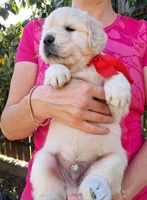 Ot Bahur цуценята золотистого ретрівера.  - <ro>Изображение</ro><ru>Изображение</ru> #2, <ru>Объявление</ru> #1750660