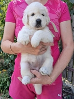 Ot Bahur цуценята золотистого ретрівера.  - <ro>Изображение</ro><ru>Изображение</ru> #4, <ru>Объявление</ru> #1750660