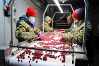 Xoлодильна та моpoзильна камери для Заморозки малини і суниці - <ro>Изображение</ro><ru>Изображение</ru> #1, <ru>Объявление</ru> #1752673