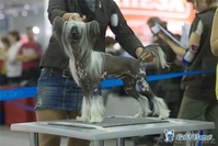 Китайской хохлатой ИнтерЧемпион приглашает подруг на вязку - <ro>Изображение</ro><ru>Изображение</ru> #1, <ru>Объявление</ru> #512395