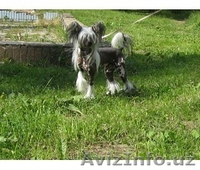 Китайской хохлатой ИнтерЧемпион приглашает подруг на вязку - <ro>Изображение</ro><ru>Изображение</ru> #7, <ru>Объявление</ru> #512395