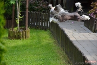 Китайской хохлатой ИнтерЧемпион приглашает подруг на вязку - <ro>Изображение</ro><ru>Изображение</ru> #8, <ru>Объявление</ru> #512395