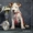 Перспективние щенки  Американского Стаффордширского Терьера. - <ro>Изображение</ro><ru>Изображение</ru> #2, <ru>Объявление</ru> #196660
