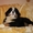 красивые щенки бернского зенненхунда - <ro>Изображение</ro><ru>Изображение</ru> #4, <ru>Объявление</ru> #1214391