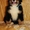 красивые щенки бернского зенненхунда - <ro>Изображение</ro><ru>Изображение</ru> #2, <ru>Объявление</ru> #1214391
