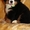 красивые щенки бернского зенненхунда - <ro>Изображение</ro><ru>Изображение</ru> #3, <ru>Объявление</ru> #1214391
