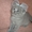Британские и Шотландские вислоухие плюшевые котята - <ro>Изображение</ro><ru>Изображение</ru> #2, <ru>Объявление</ru> #2550