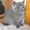 Британские и Шотландские вислоухие плюшевые котята - <ro>Изображение</ro><ru>Изображение</ru> #3, <ru>Объявление</ru> #2550
