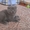 Британские и Шотландские вислоухие плюшевые котята - <ro>Изображение</ro><ru>Изображение</ru> #1, <ru>Объявление</ru> #2550