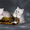 Британские котята от титулованных родителей - <ro>Изображение</ro><ru>Изображение</ru> #2, <ru>Объявление</ru> #5873