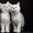 Британские котята от титулованных родителей #5873