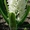 Реализовываем тюльпаны(срезанные) и гиацинты к 8 марта - <ro>Изображение</ro><ru>Изображение</ru> #3, <ru>Объявление</ru> #5755