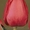 Реализовываем тюльпаны(срезанные) и гиацинты к 8 марта - <ro>Изображение</ro><ru>Изображение</ru> #2, <ru>Объявление</ru> #5755