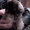 продам щенков пекинеса-девочку и мальчика - <ro>Изображение</ro><ru>Изображение</ru> #1, <ru>Объявление</ru> #10733