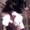 продам щенков пекинеса-девочку и мальчика - <ro>Изображение</ro><ru>Изображение</ru> #2, <ru>Объявление</ru> #10733