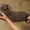шотландская короткошерстная котята - <ro>Изображение</ro><ru>Изображение</ru> #3, <ru>Объявление</ru> #6387