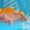 шотландская короткошерстная котята - <ro>Изображение</ro><ru>Изображение</ru> #1, <ru>Объявление</ru> #6387
