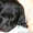 Щенок лабрадора ретривера - <ro>Изображение</ro><ru>Изображение</ru> #2, <ru>Объявление</ru> #10614