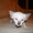 ориентальные и сиамские котята - <ro>Изображение</ro><ru>Изображение</ru> #2, <ru>Объявление</ru> #10698