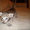 ориентальные и сиамские котята - <ro>Изображение</ro><ru>Изображение</ru> #3, <ru>Объявление</ru> #10698